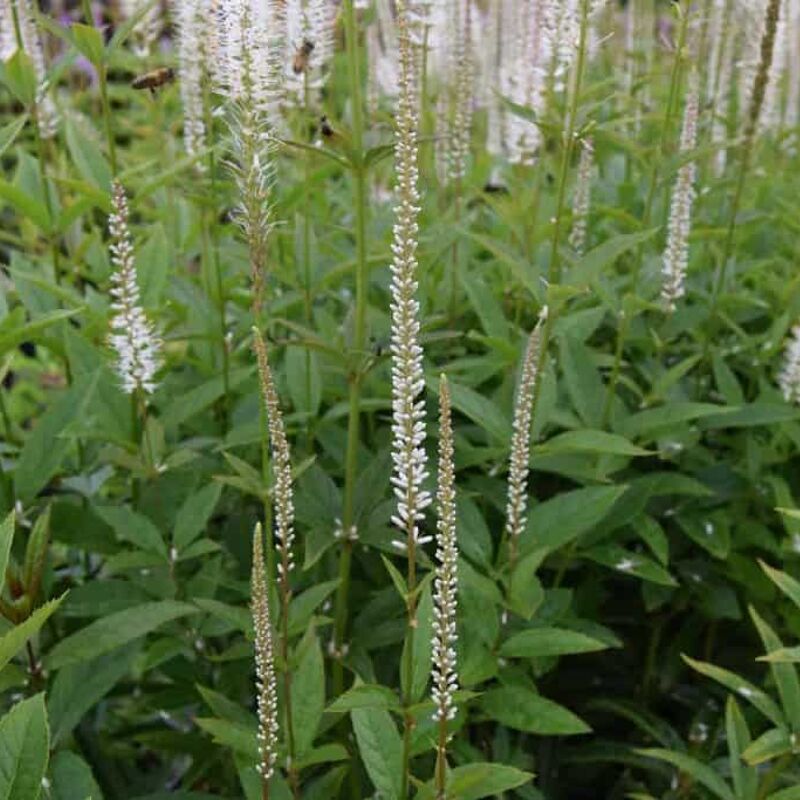 Veronicastrum virginicum 'Album' ---